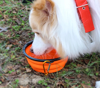 Collapsible Silicone Pet Bowl